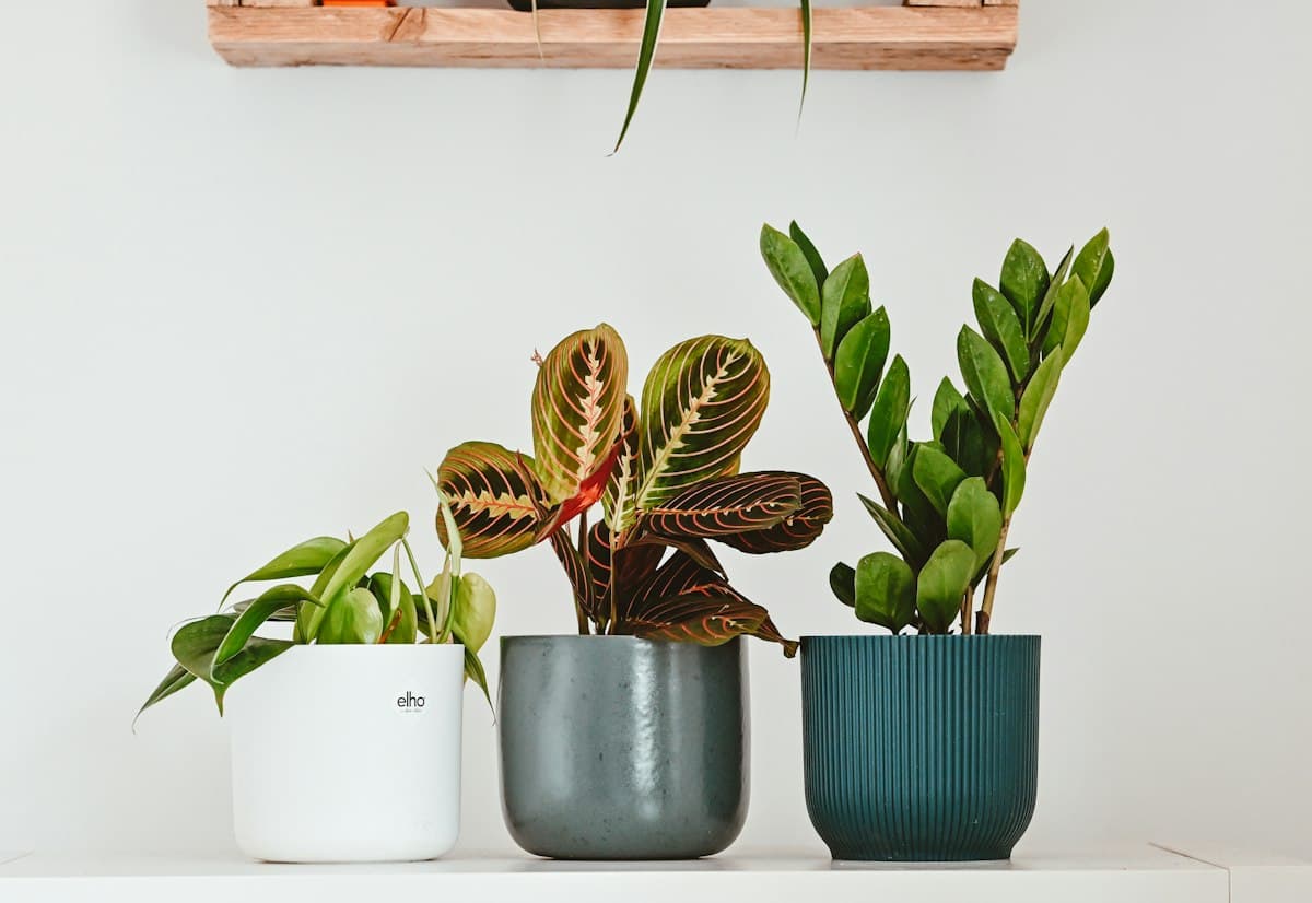 Three potted plants arranged on a bright shelf