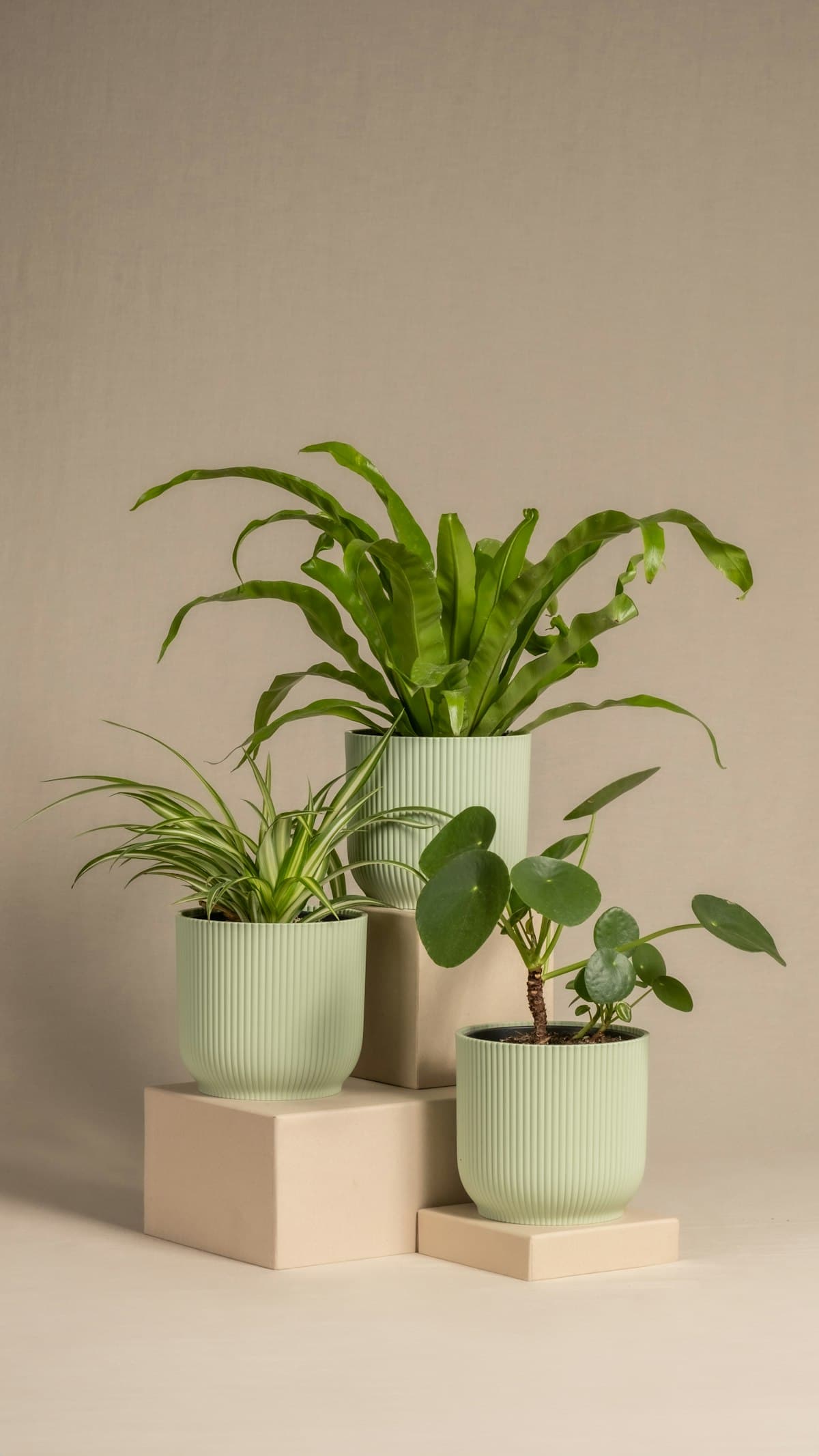 Small plants in pastel ceramic pots