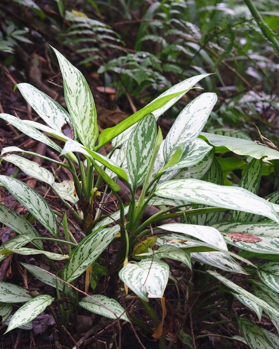 Aglaonema Snow White