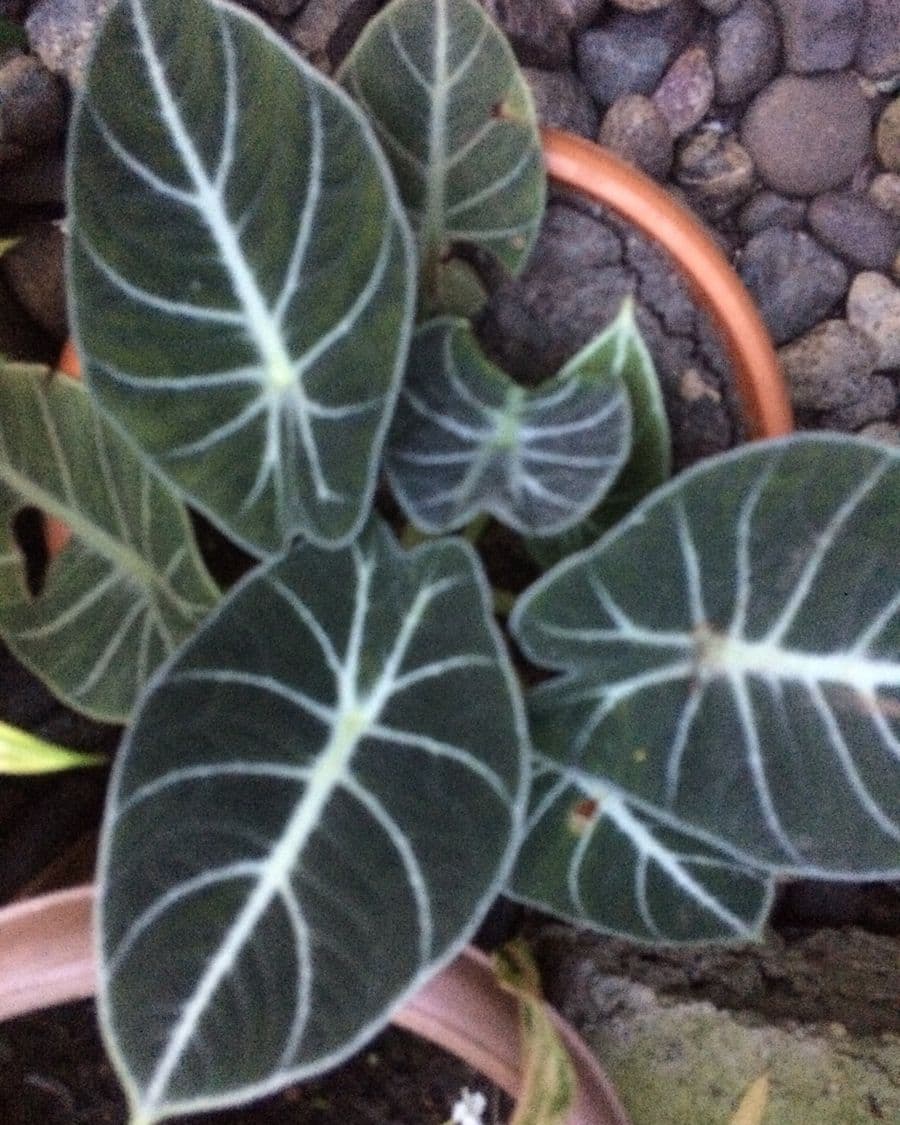 Alocasia Black Velvet