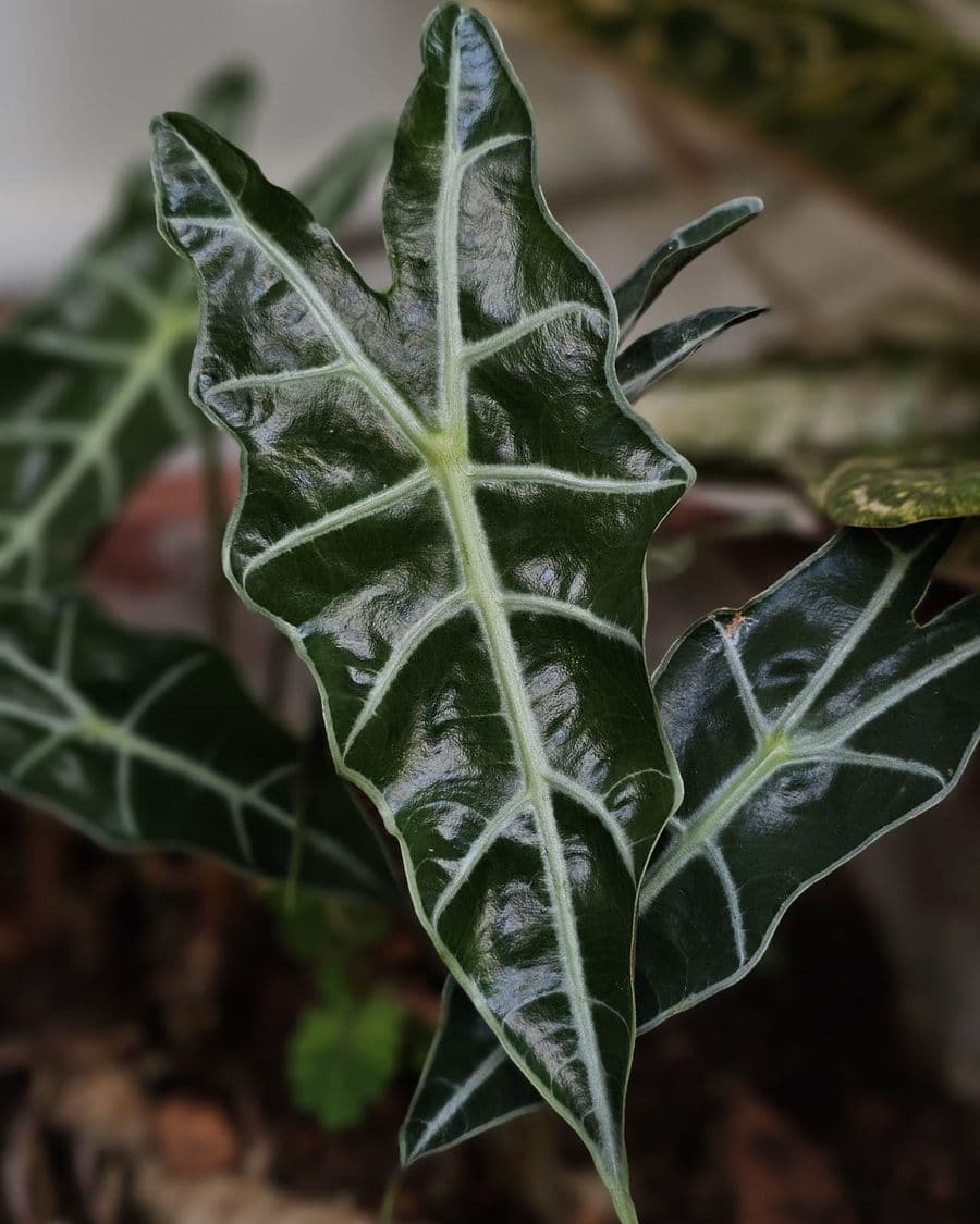 Alocasia Polly