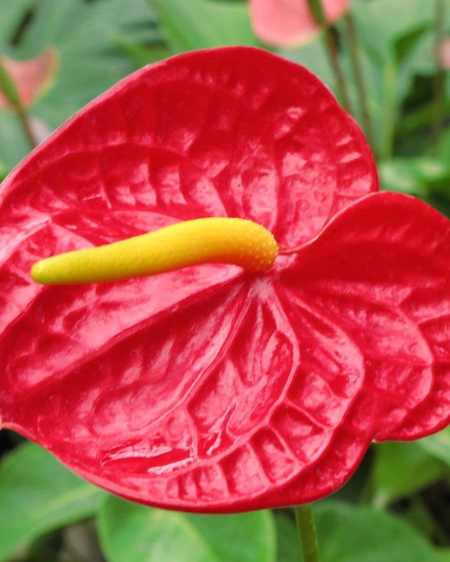 Anthurium Red