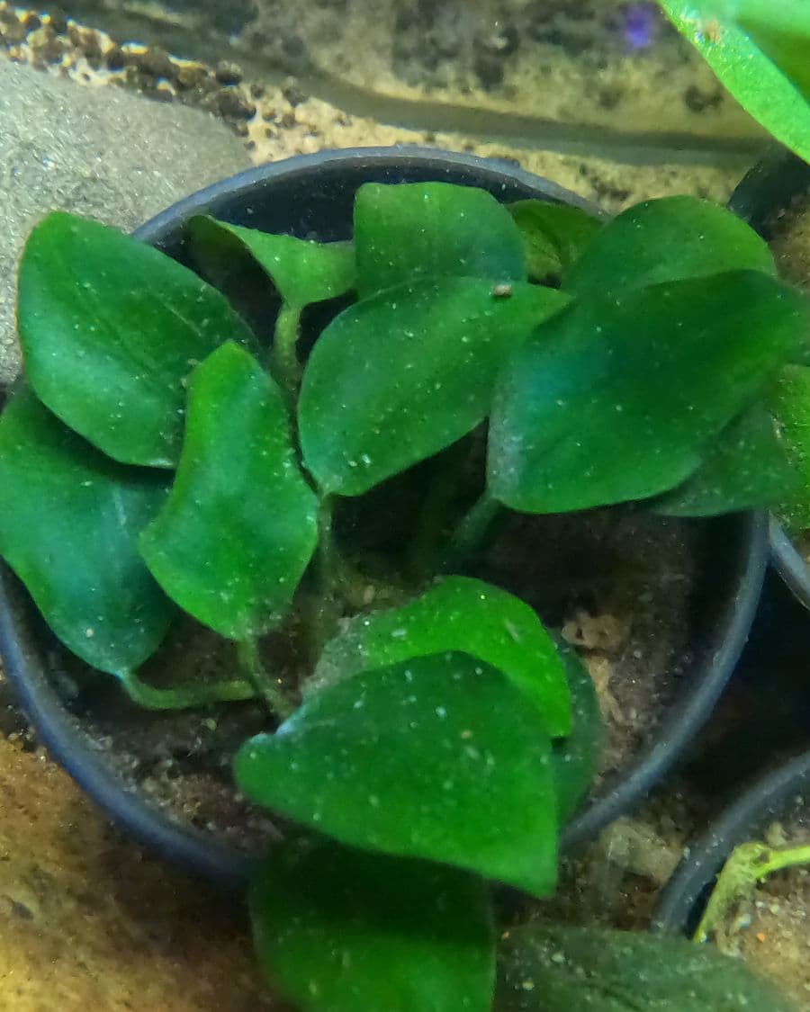 Anubias Nana