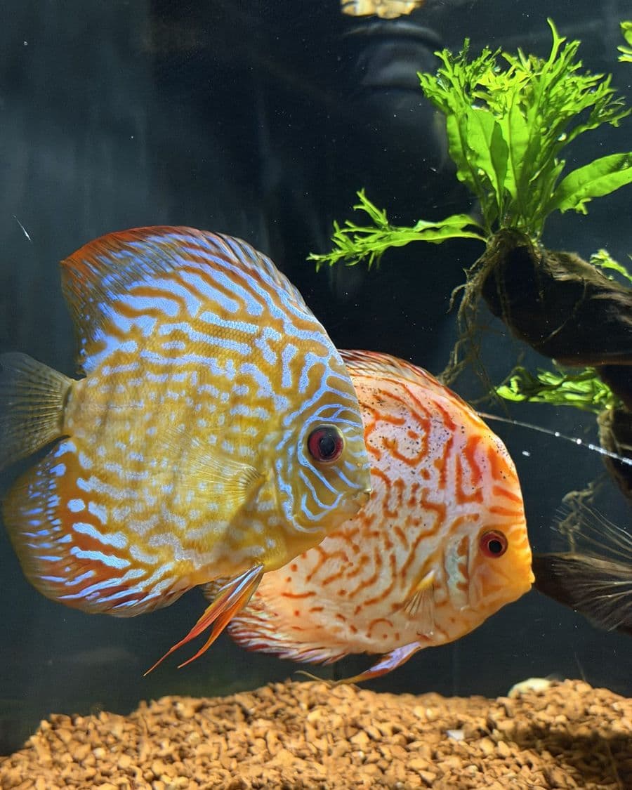 Planted Tank Substrate