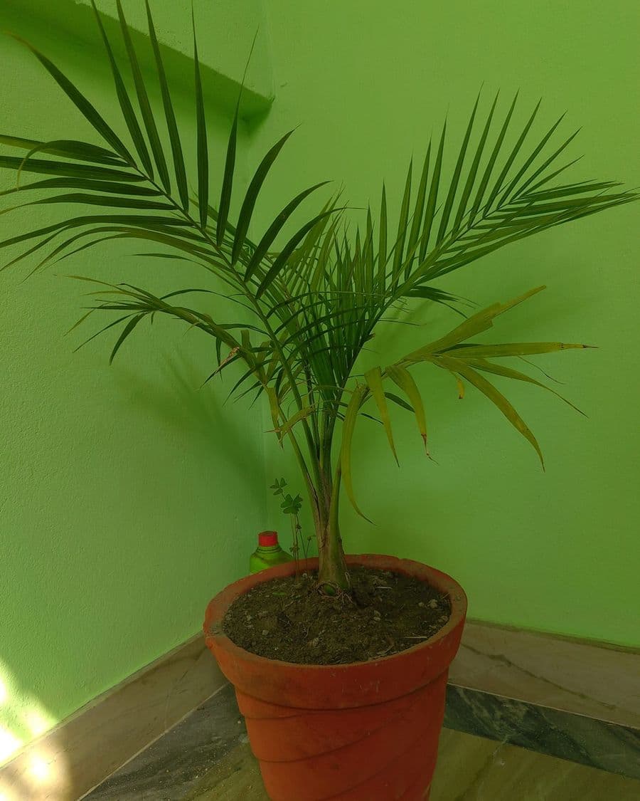 Areca Palm