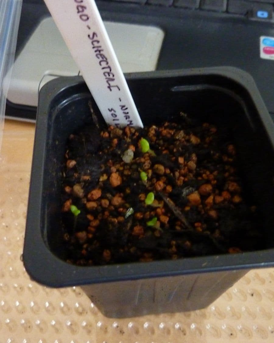 Balcony Garden Potting Mix