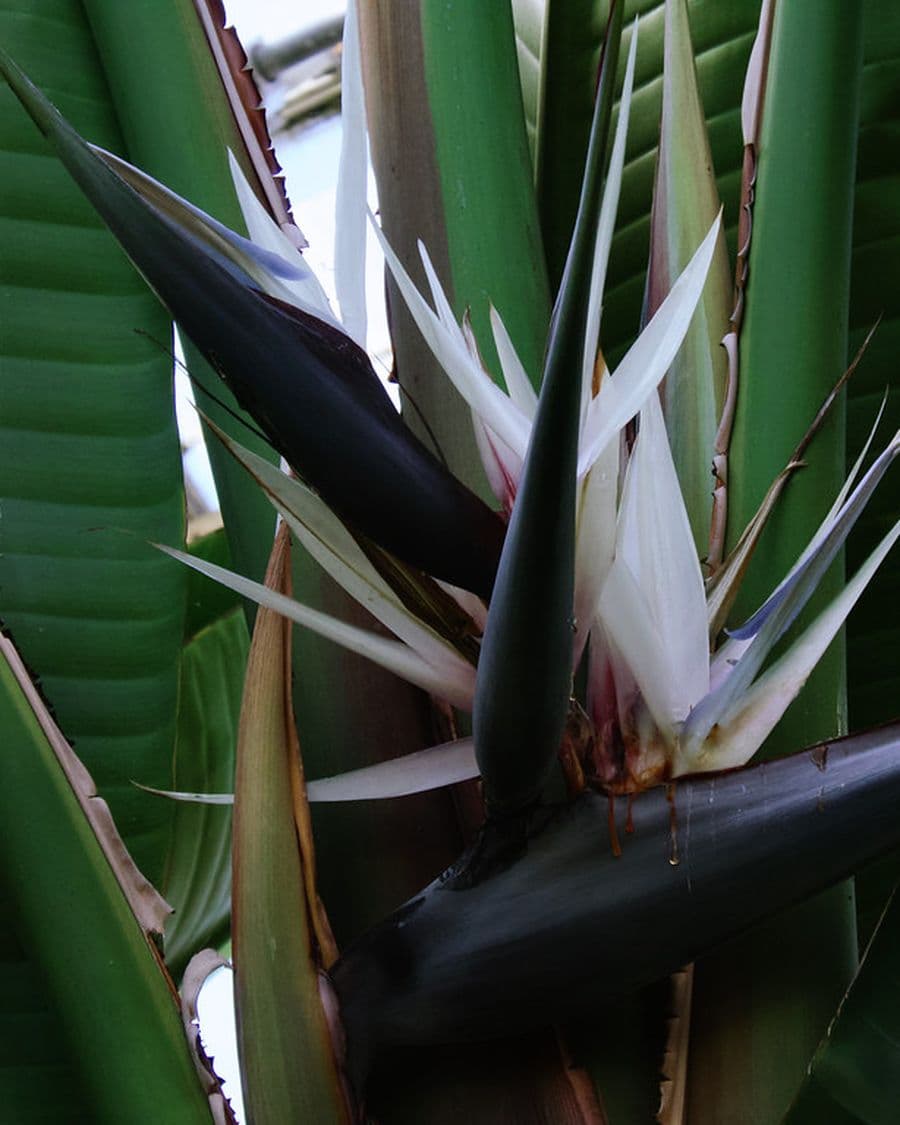 Bird of Paradise