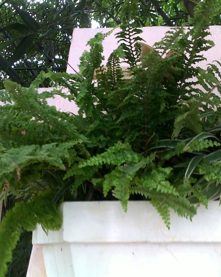 Boston Fern
