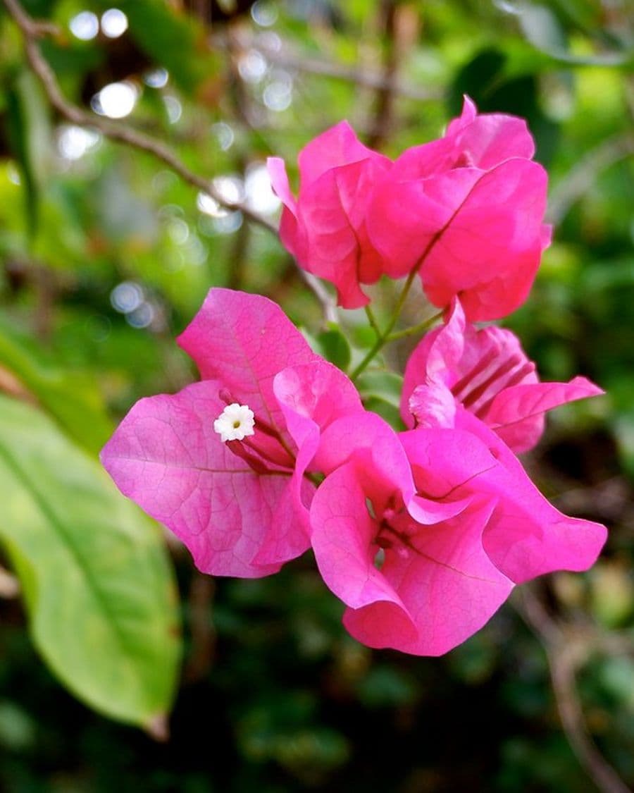 Bougainvillea