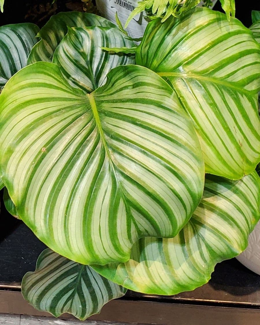 Calathea Orbifolia