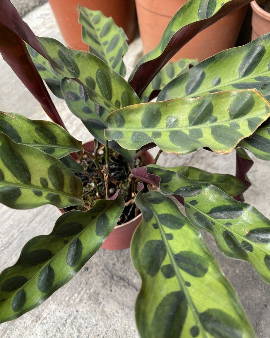 Calathea Rattlesnake
