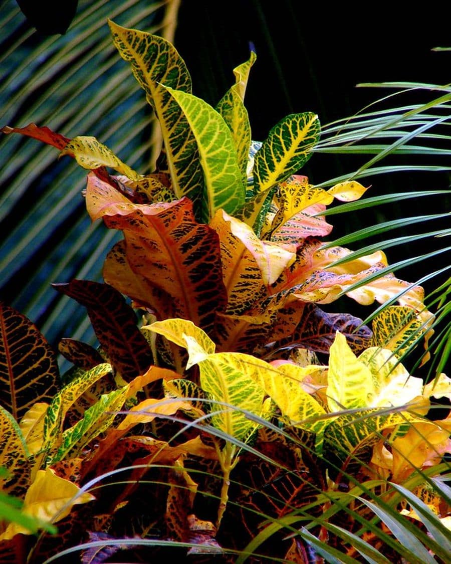 Croton Petra