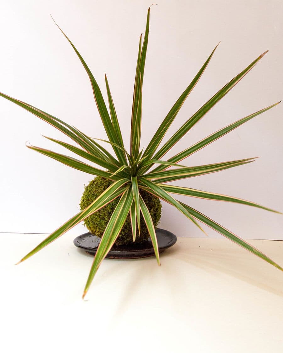 Dracaena Marginata