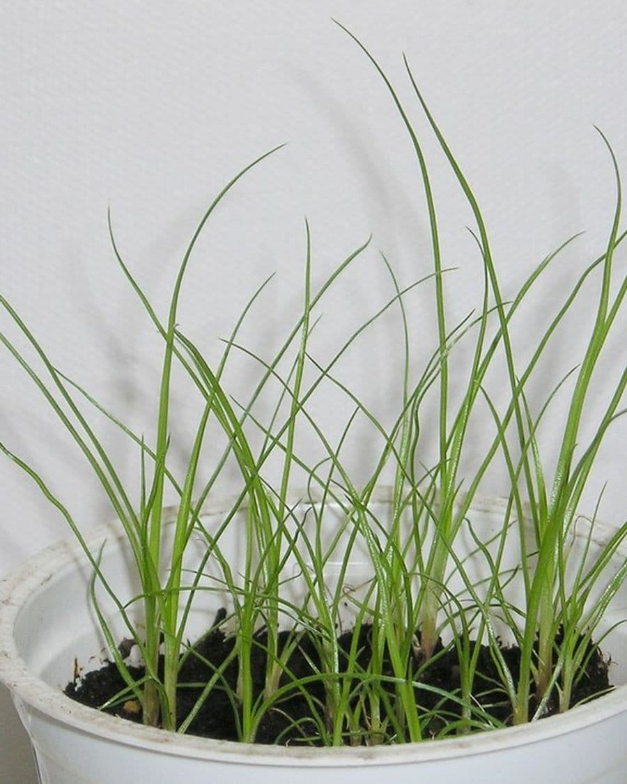Dwarf Papyrus