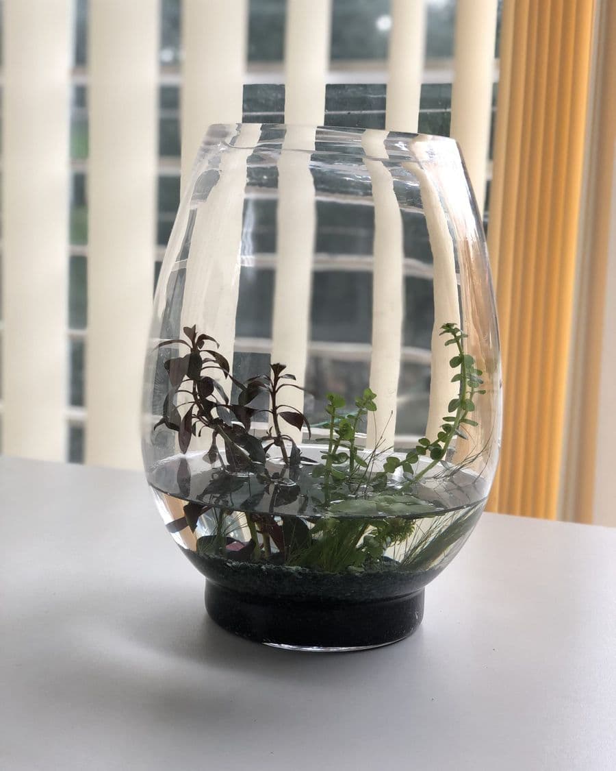 Glass Terrarium Globe