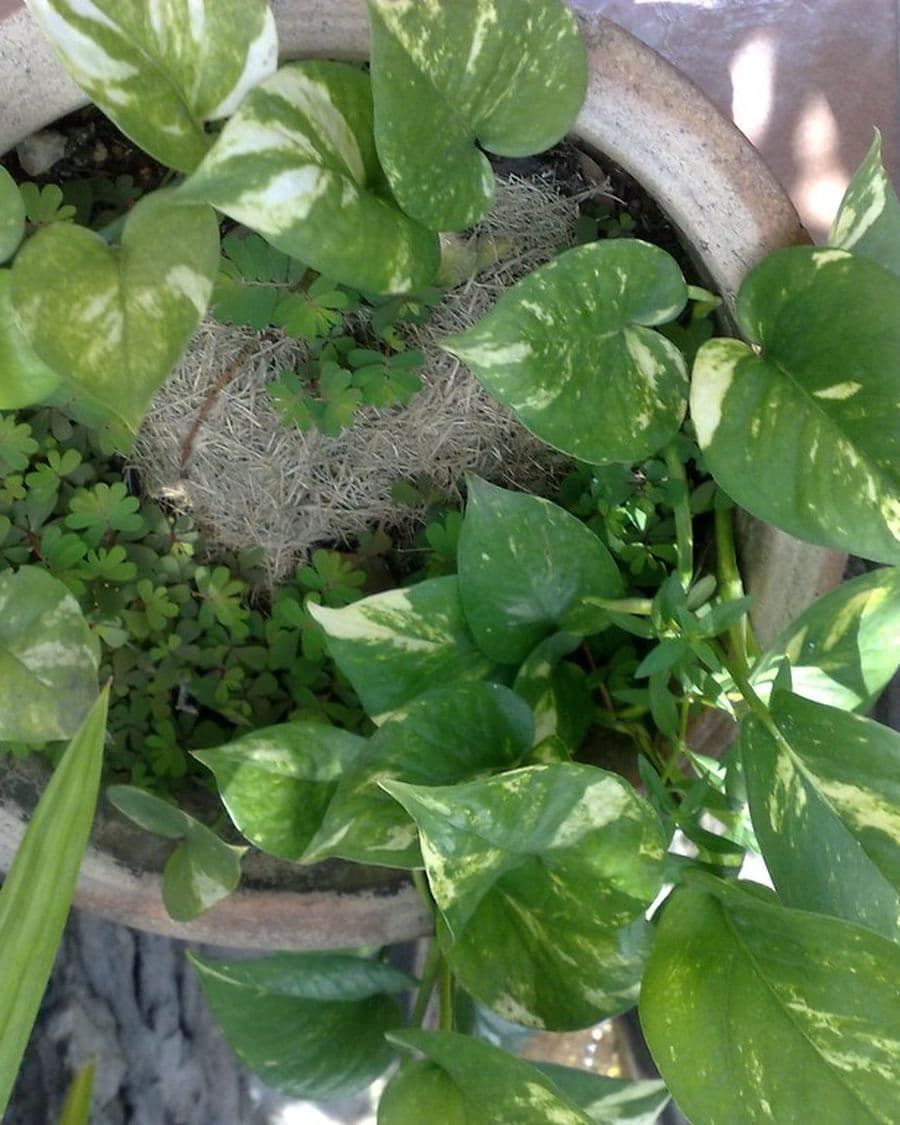 Golden Pothos