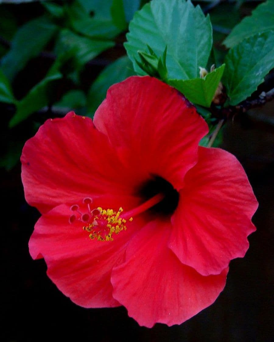 Red Hibiscus