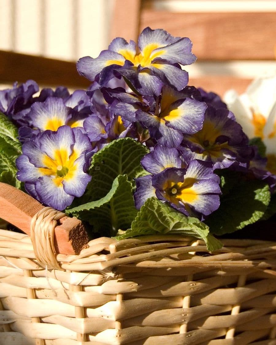 Housewarming Hamper