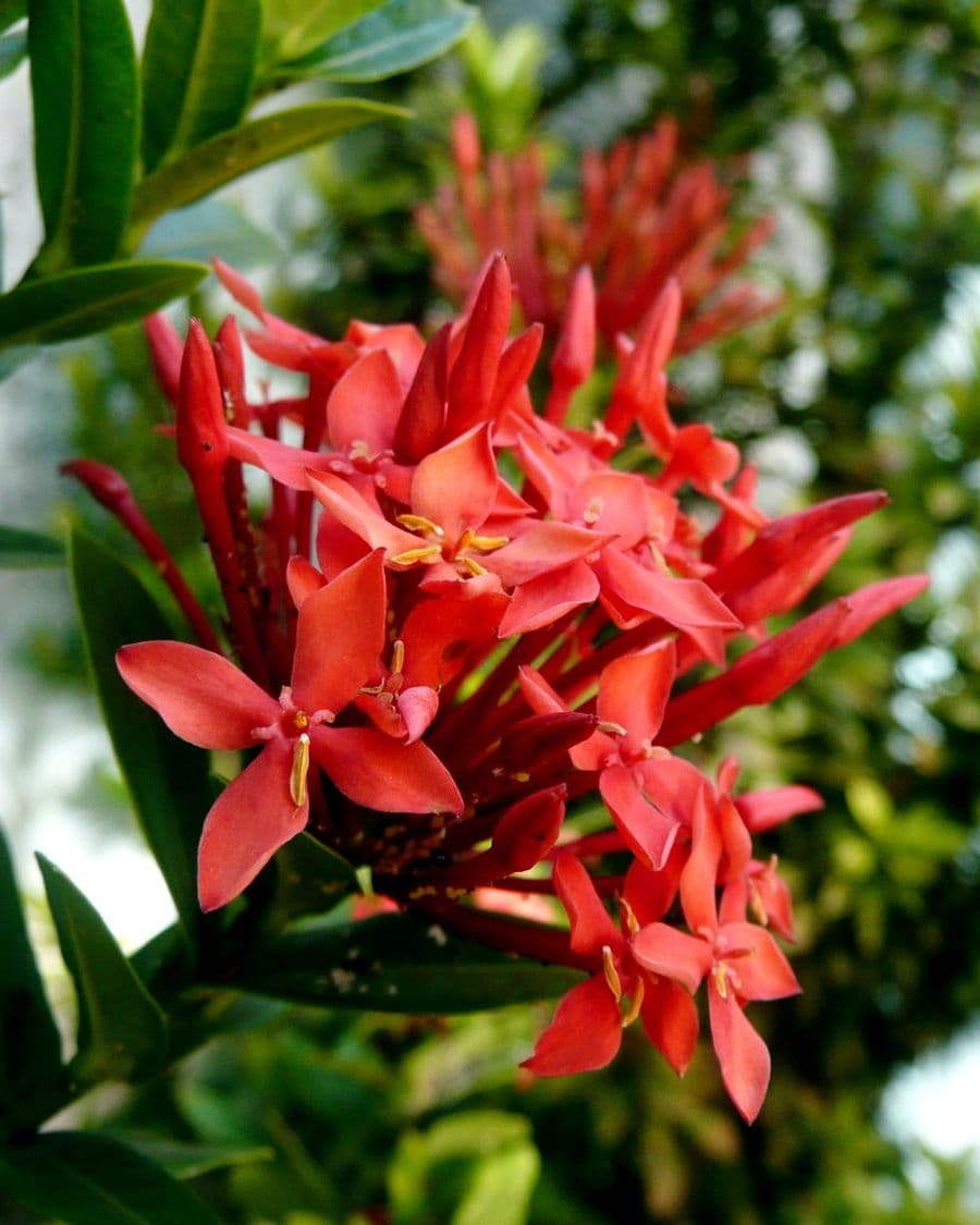 Ixora Topiary