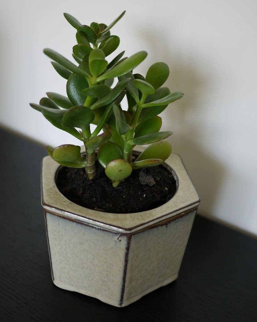 Jade Succulent