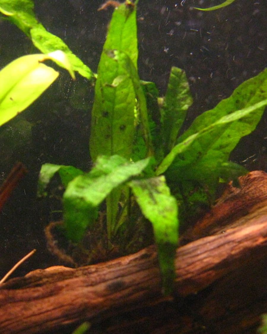 Java Fern