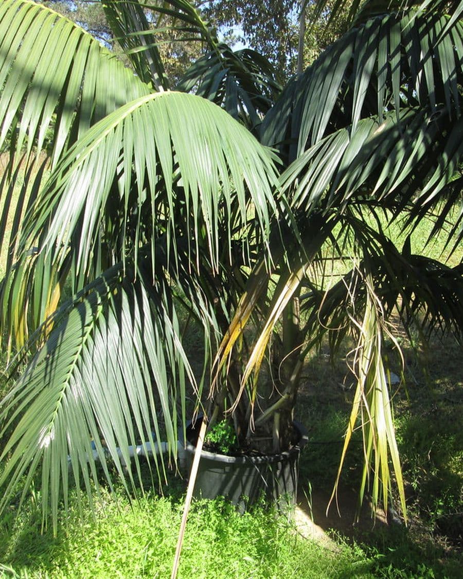 Kentia Palm