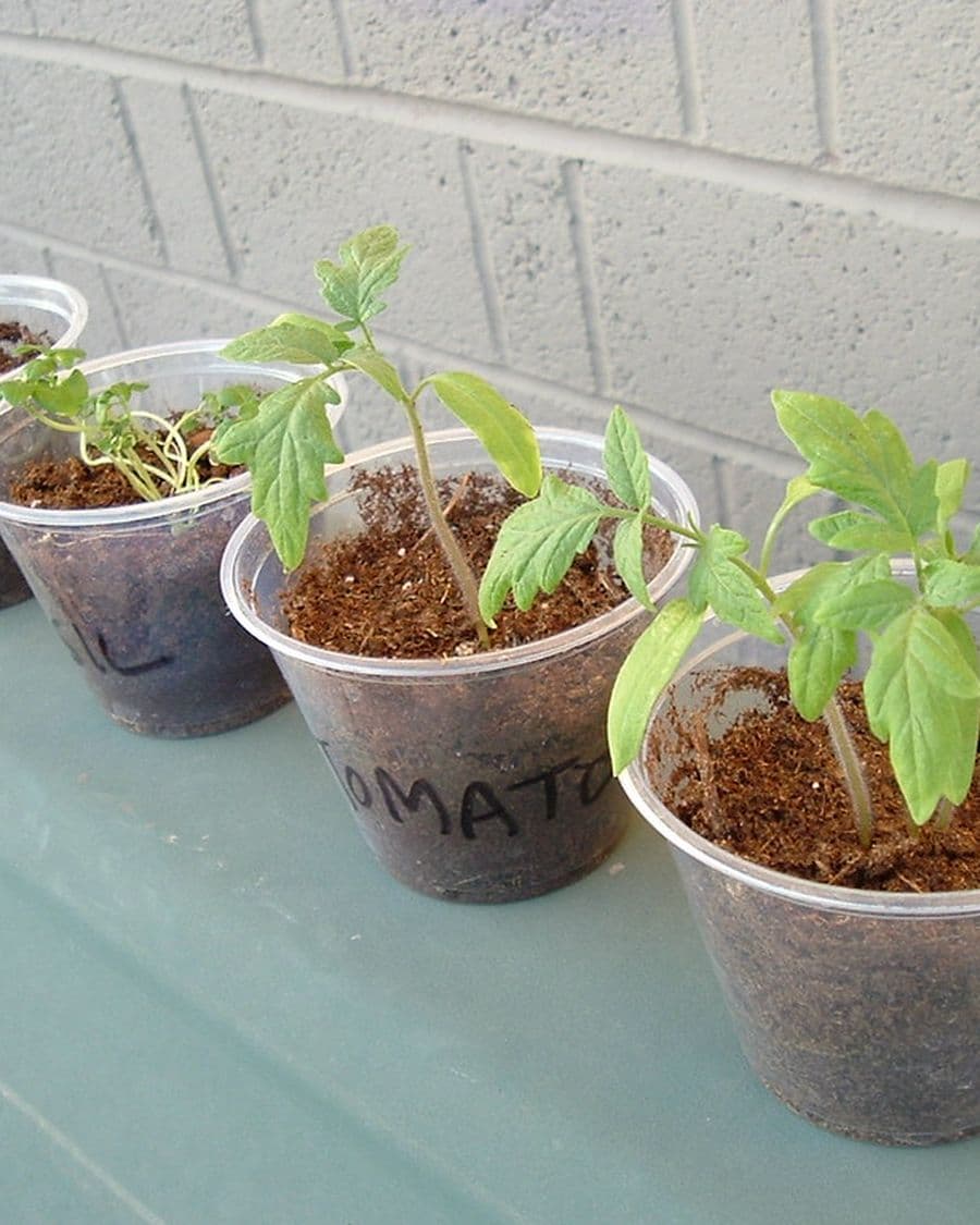 Kitchen Herb Pack
