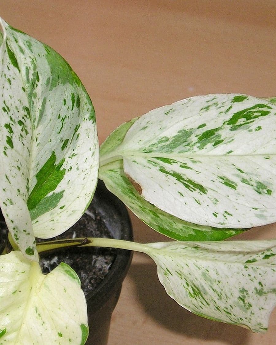 Marble Money Plant