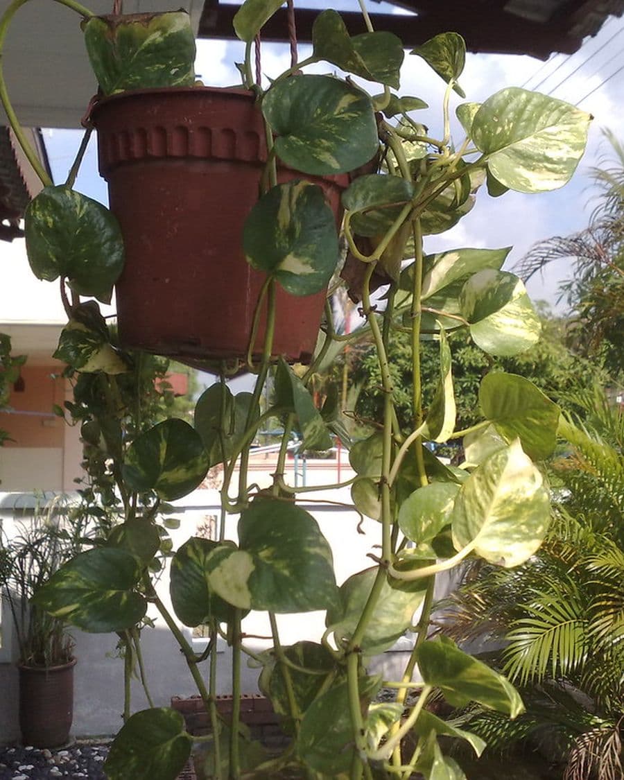 Money Plant Moss Tower