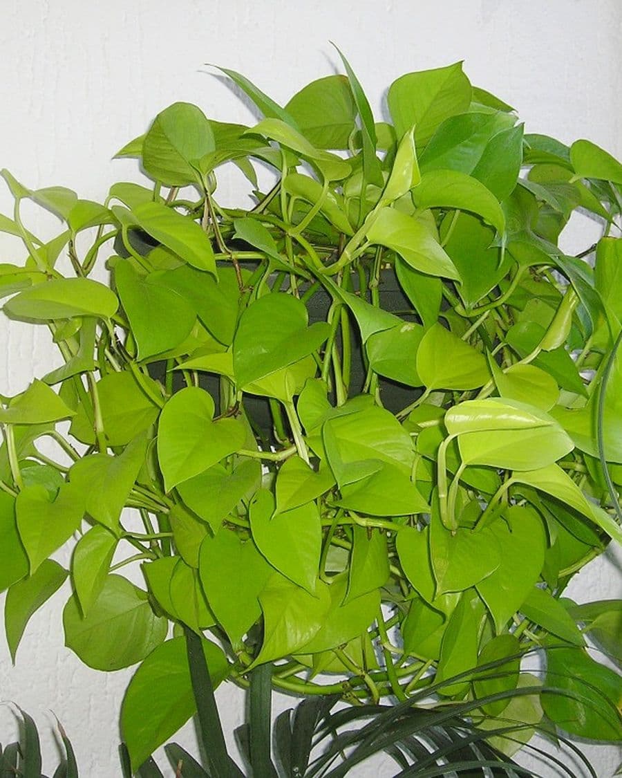 Neon Pothos