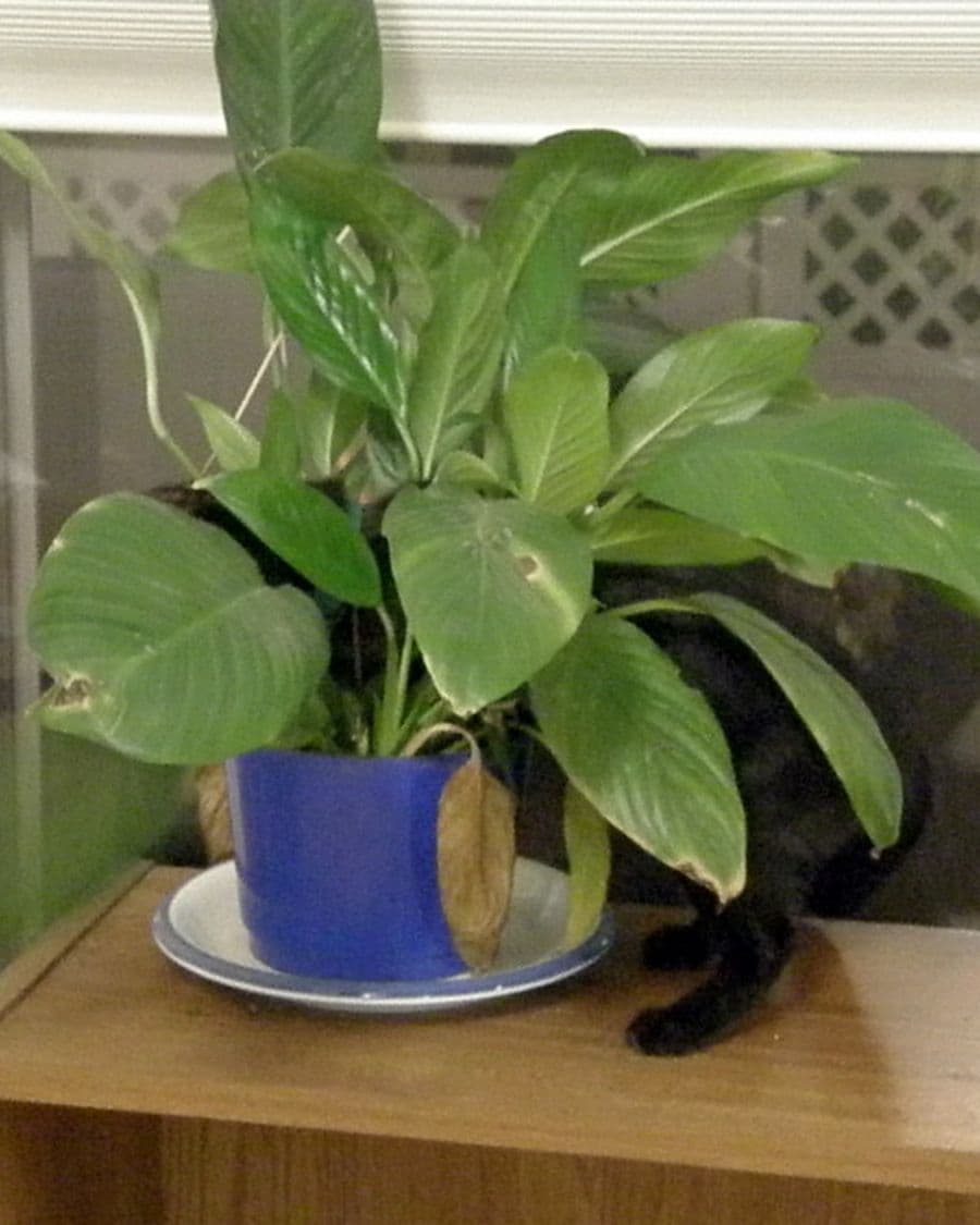 Peace Lily