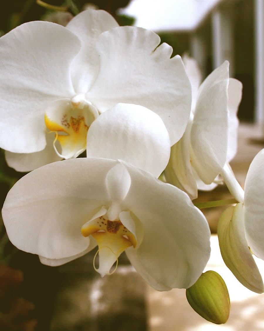 Phalaenopsis Orchid