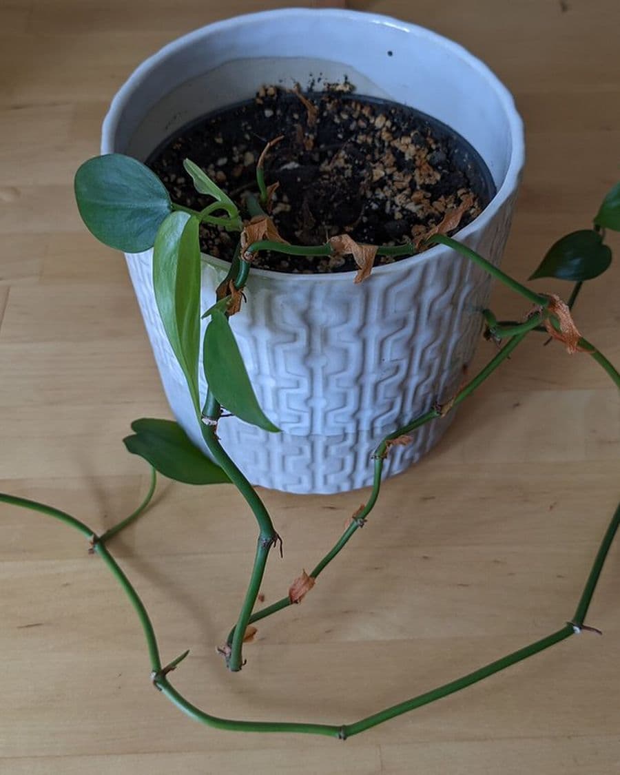 Philodendron Brasil