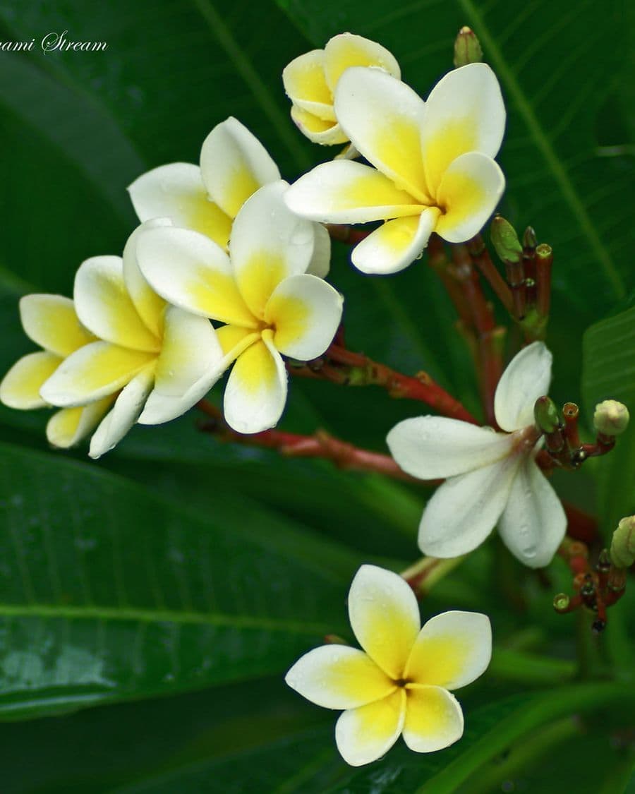 Plumeria Frangipani