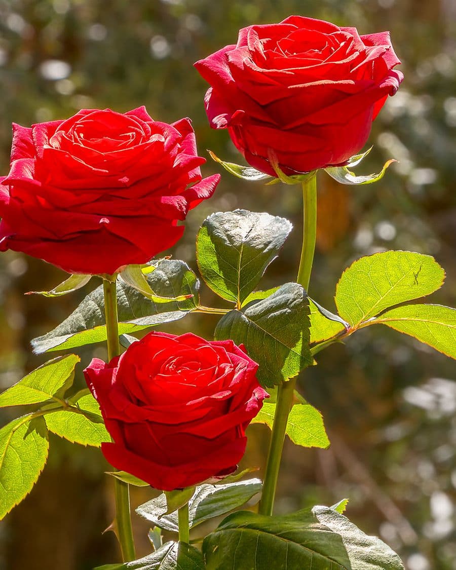 Red Rose Bouquet
