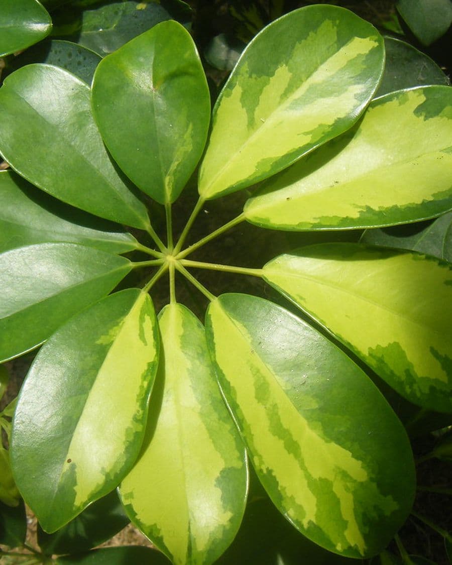 Schefflera Umbrella Plant