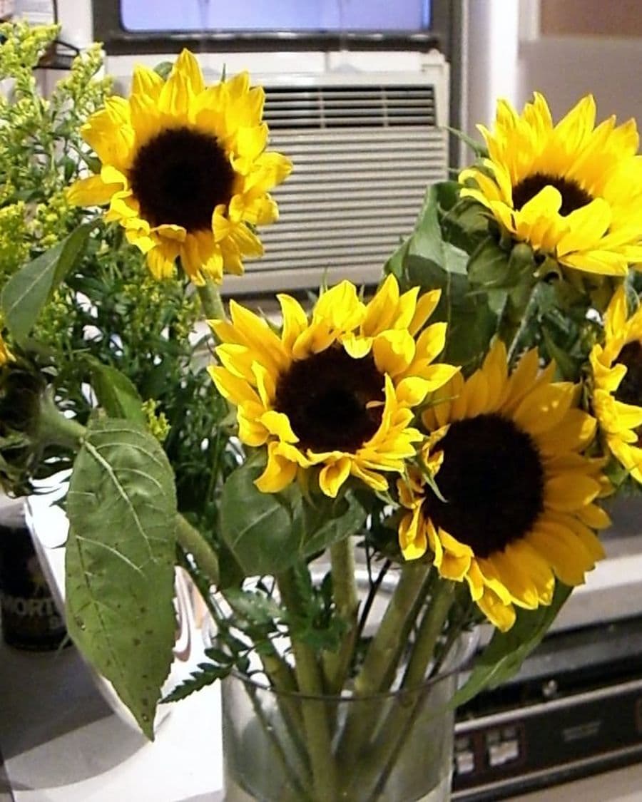 Sunflower Bunch