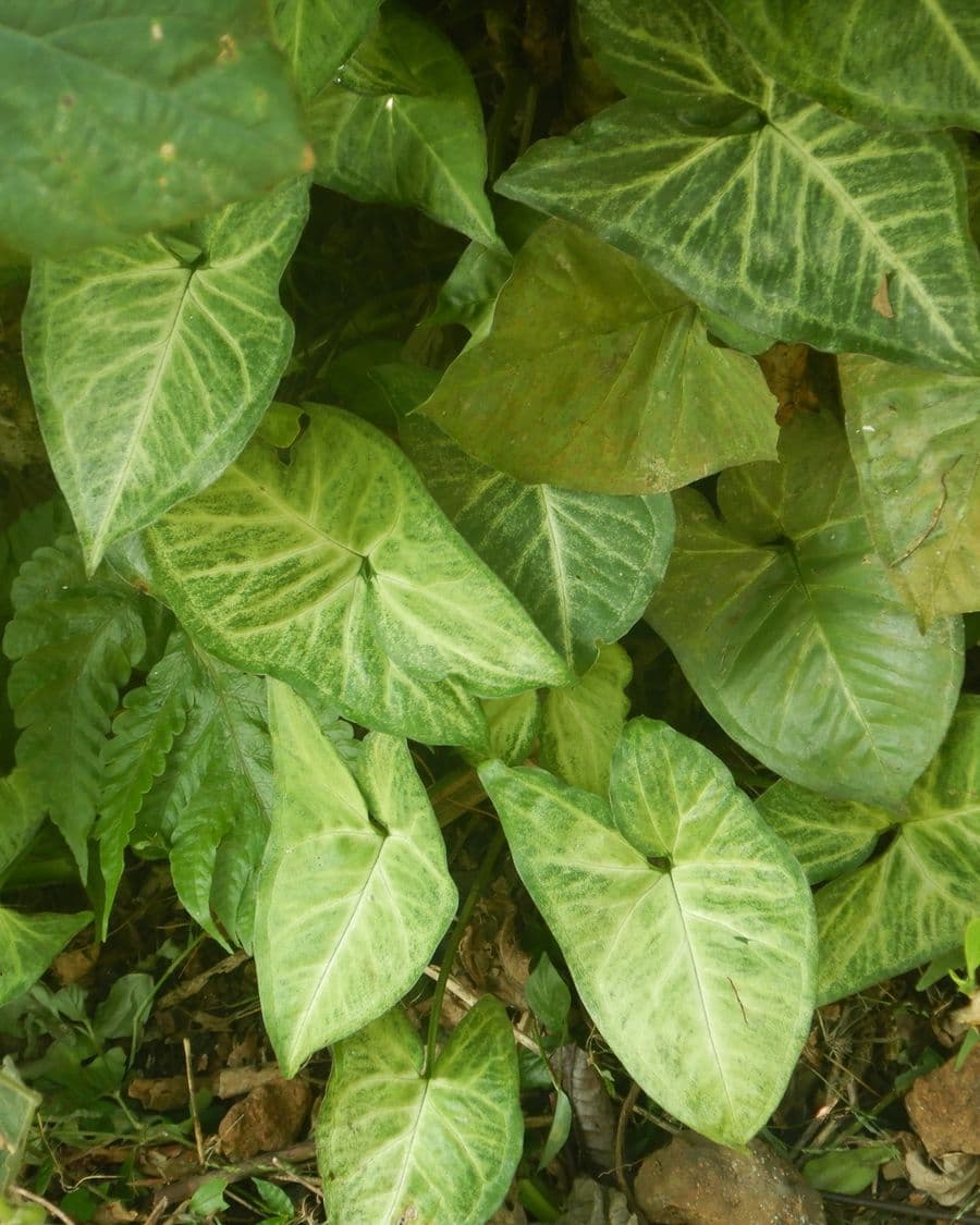 Syngonium Pink