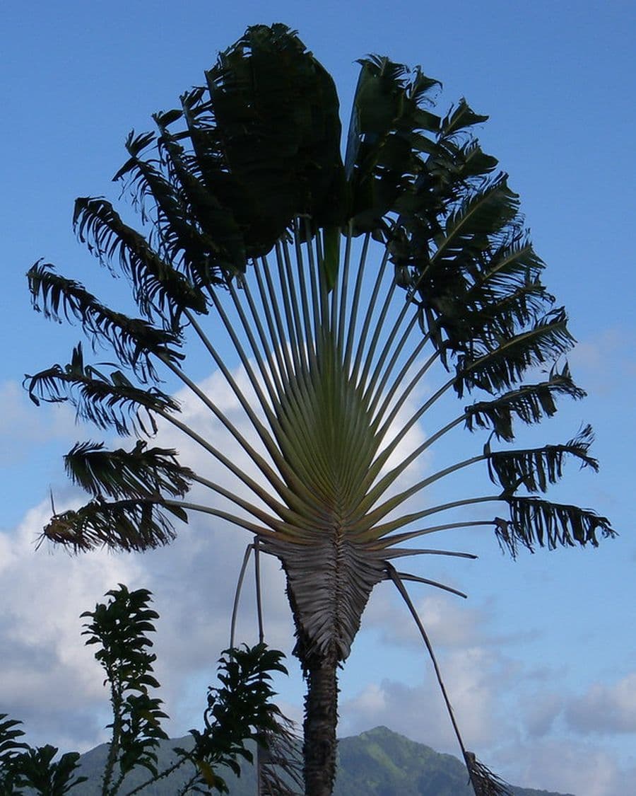 Traveller's Palm