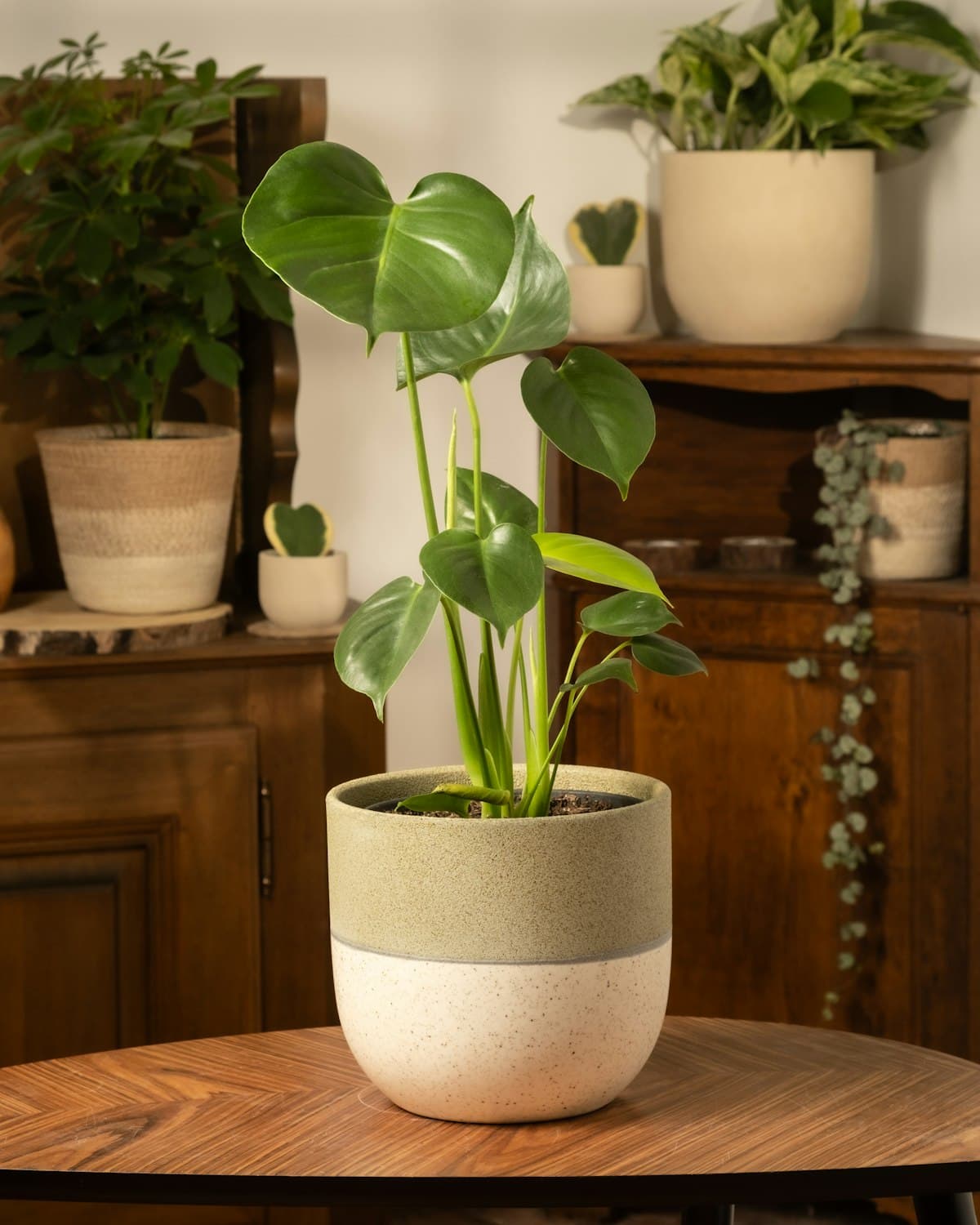 Monstera in a two-tone ceramic pot on a wooden table