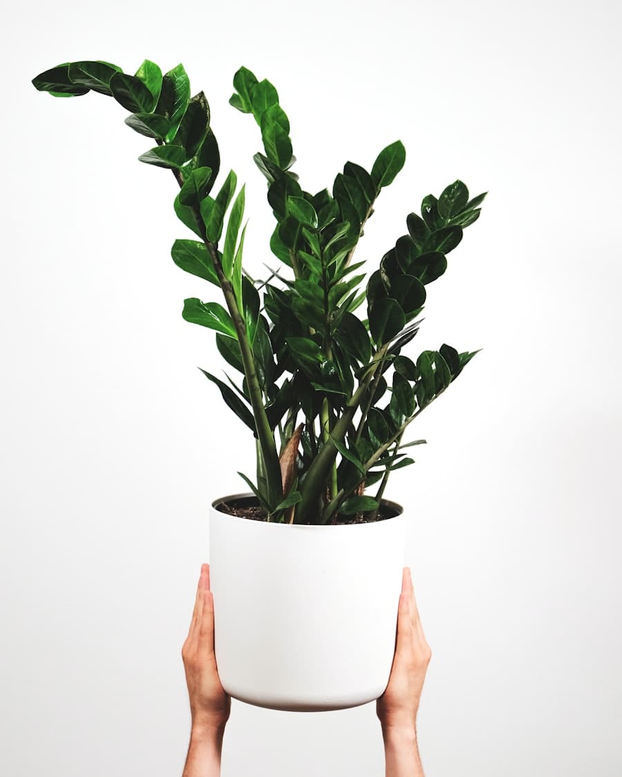 ZZ Plant